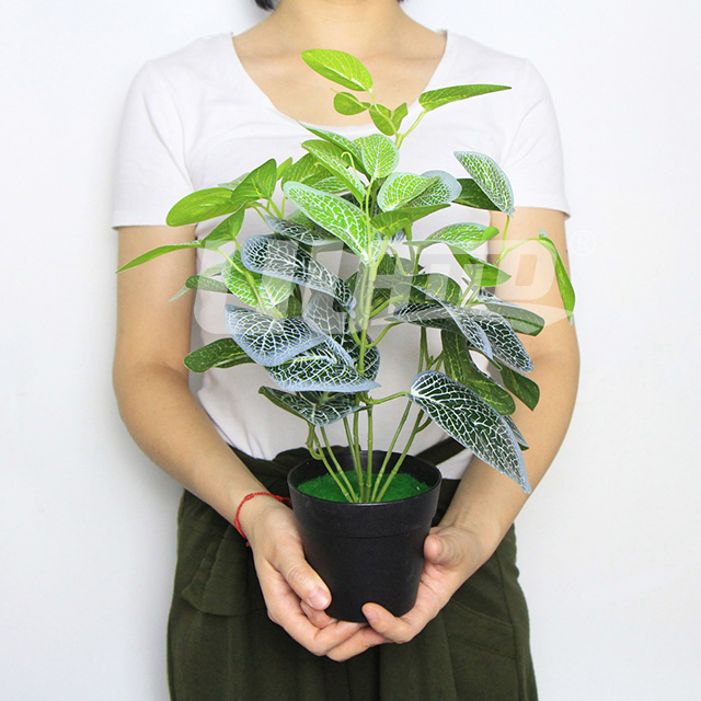 仿真植物小盆栽白網(wǎng)紋草